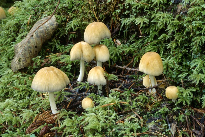 Coprinellus micaceus